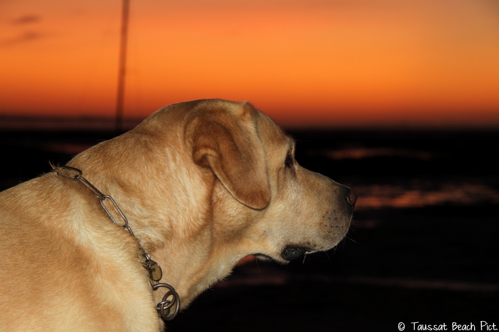 chien labrador plage coucher de soleil taussat beach bassin arcachon